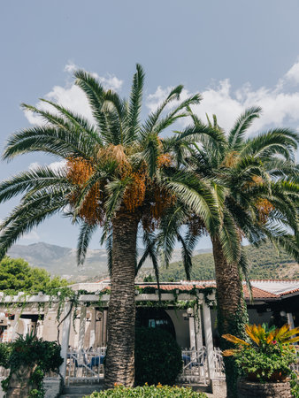 Date palms grow near the building against the backdrop of mountainsの写真素材