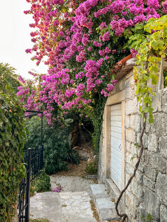 Pink blooming bougainvillea hangs over an old stone house in the gardenの写真素材