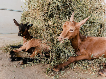 Little goats lie on a haystack on a farm