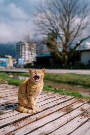 Ginger cat yawns sitting on a wooden bench in the parkの写真素材