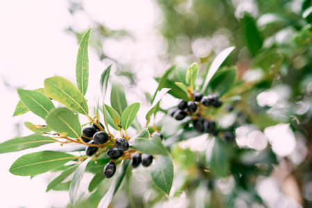 Black olives among green foliage on tree branchesの写真素材
