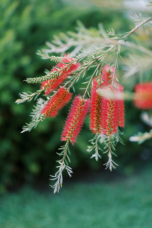 Red fluffy brushes of callistemon flowers hang from green branches in the gardenの写真素材