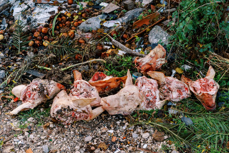 Severed pig heads are lying along with food waste in a spontaneous dump in the forest