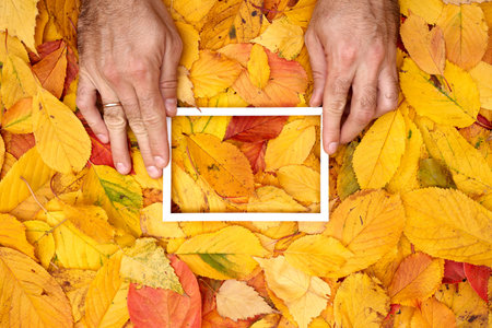 Male hands hold the edges of a white horizontal hollow frame on yellow leaves