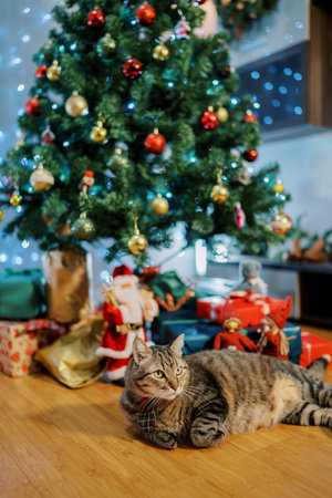 Big cat lies on the floor under a decorated Christmas tree and looks awayの写真素材