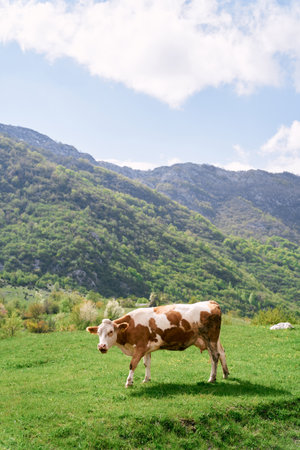 Brown cow walks through a green pasture in the mountainsの写真素材