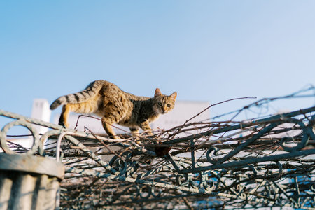 Tabby cat walks along the pergola beams entwined with weaving plants