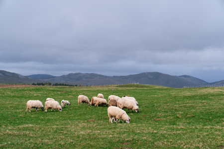 White sheep graze on a green plain with mountains in the backgroundの写真素材