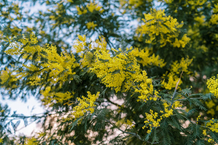 Yellow fluffy mimosa flowers on green tree branches against a blue sky