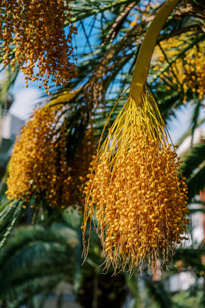 Clusters of yellow dates hanging from palm branches in the gardenの写真素材