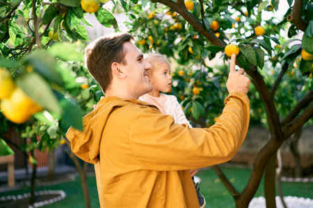 Dad with a little girl in his arms touches a tangerine on a branchの写真素材