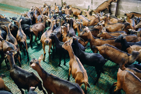Herd of brown and black goats stands on the floor in a paddock and looks awayの写真素材