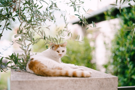 White-red cat lies on a stone fence under green olive branchesの写真素材