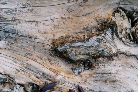 Structure of wood without bark with cracks on the surfaceの写真素材