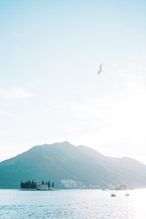Seagull soars in the sky over the Bay of Kotor with the island of St. George in the background....