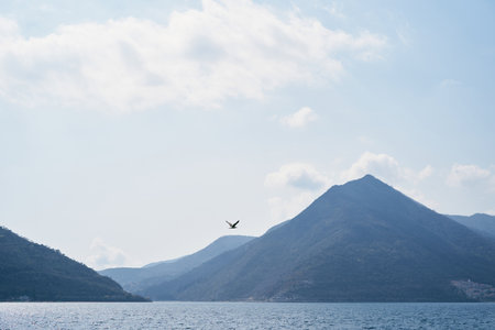Seagull flies over the sea against the backdrop of a mountain range in a light hazeの写真素材