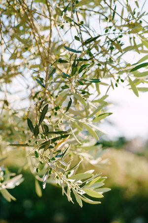 Green olives on tree branches in bright sunlight