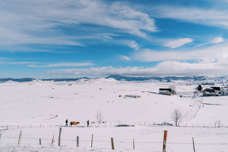 Farmers lead a cow on a rope along a snowy plain in the villageの写真素材