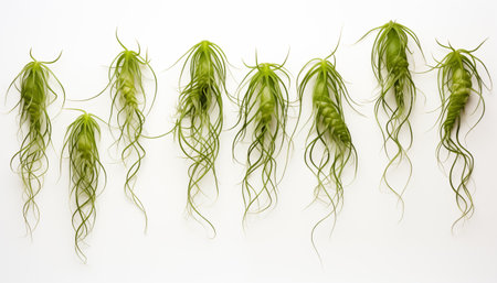 Rhipsalis, isolated, white background.の素材