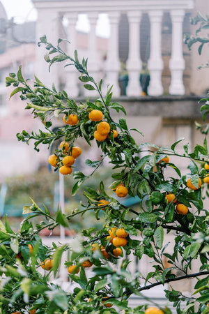 Ripe tangerines on a tree after rain in the garden near the house