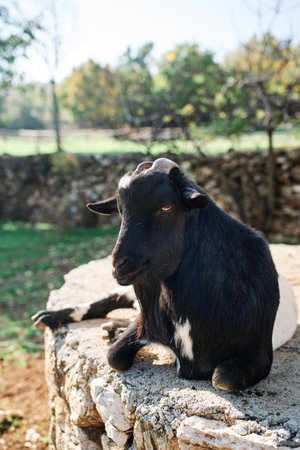 Black goat lies half asleep in the sun on a large stoneの写真素材