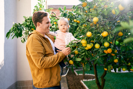 Dad with a little girl in his arms stands near a tangerine tree in the gardenの写真素材