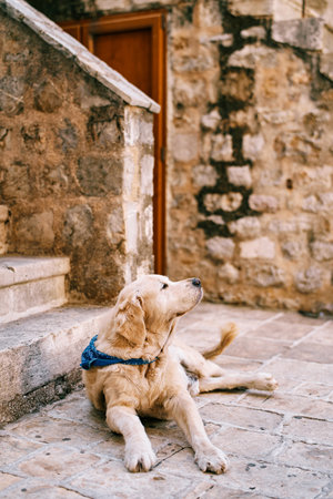 Golden retriever lies on the paving stones near the steps of an old house, turning its head to the sideの写真素材