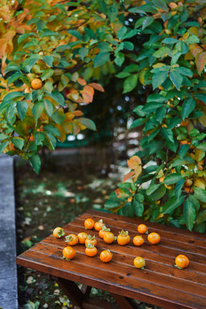 Ripe persimmon fruits are scattered on a wooden table next to a treeの写真素材