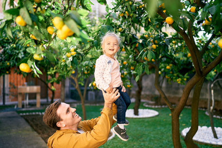 Dad lifts a smiling little girl in his arms to ripe tangerines on a treeの写真素材