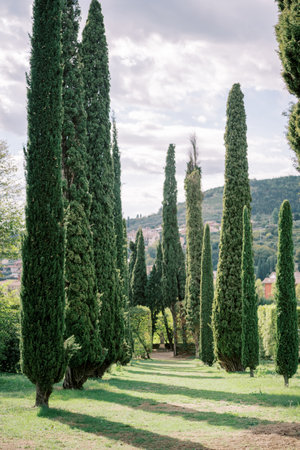 Tall narrow green trees in a sunny parkの写真素材