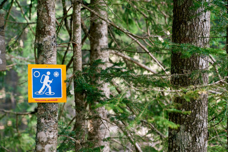 Walking route sign in winter hangs on a tree in the park