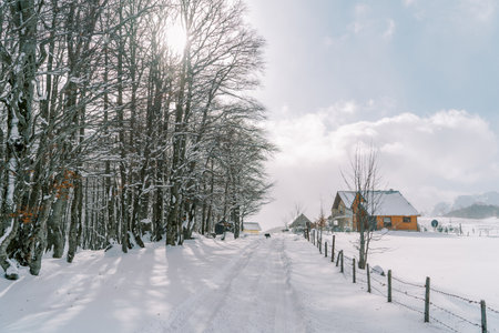 Black dog walks along a snowy road in a small village. Back viewの写真素材