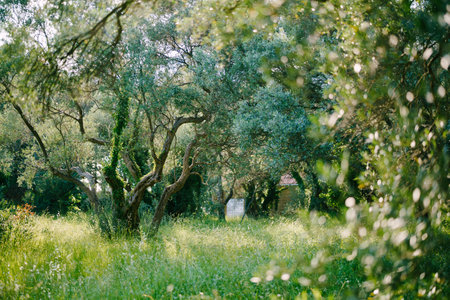 Green trees in an olive grove covered with ivy in bright sunlightの写真素材