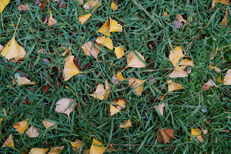 Yellow fallen leaves lie on green grassの写真素材