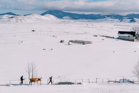Farmers lead a cow on a rope along the snowy road in the villageの写真素材