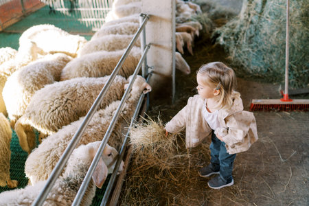 Little girl hands hay to white sheep through fence in stallの写真素材