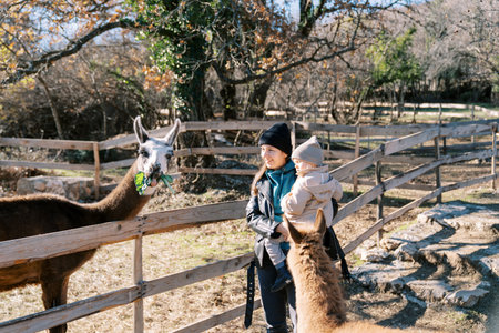 Smiling mother with a little girl in her arms stands near a fence in the park and looks at a llama chewing green leavesの写真素材