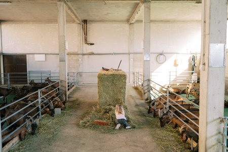 Little girl rakes hay while squatting next to a haystack on a farm with goats in pens. Back view