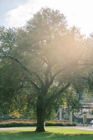 Sun shines through the green branches of a large tree in the garden