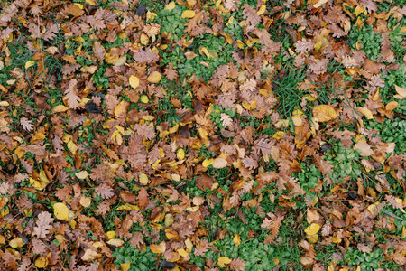Fallen yellow and brown leaves on green grass. Top view