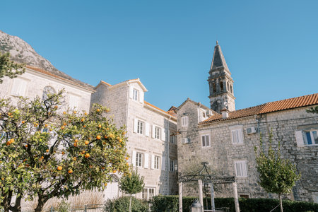 Tangerine trees in the garden near ancient stone houses near the Church of St. Nicholas. Perast,...