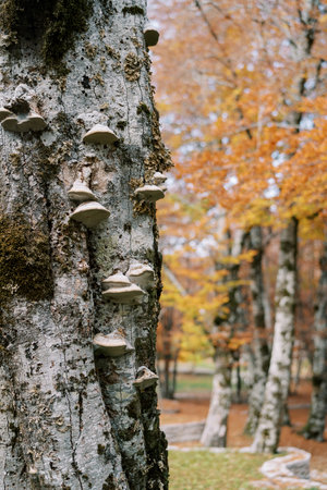 Tinder mushrooms grow on a gray tree trunk in an autumn park