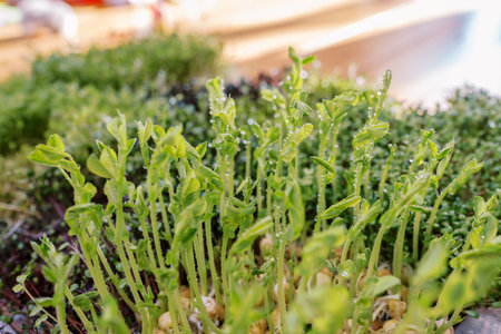 Drops of water on young sprouts of microgreen peas growing in a container