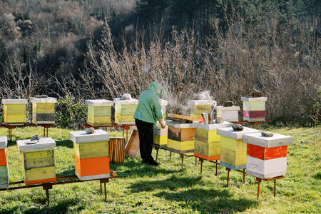 Beekeeper works with smoke in an apiary near colorful beehives on a green lawn. Back view
