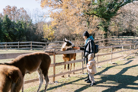 Mom feeds llama carrots while standing with little girl near wooden fence in parkの写真素材