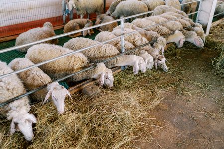 Flock of white sheep eats hay while leaning out from behind the metal fence of the penの写真素材