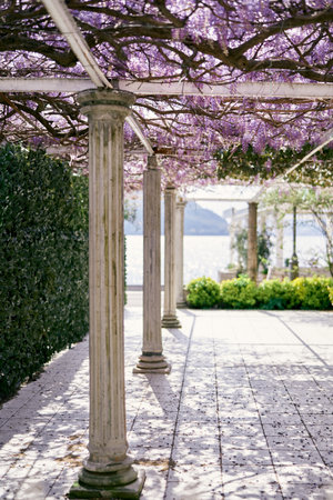 Pergola with columns twined with blooming purple wisteria in a garden by the seaの写真素材