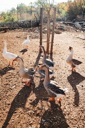 Flock of crested geese walks through a clearing on a farmの写真素材