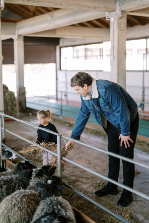 Little girl and dad feed sheep in a pen with hay through the fenceの写真素材
