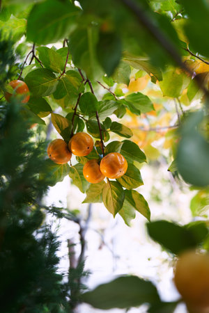 Ripe persimmon fruits among green foliage on tree branchesの写真素材